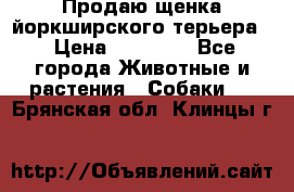 Продаю щенка йоркширского терьера  › Цена ­ 20 000 - Все города Животные и растения » Собаки   . Брянская обл.,Клинцы г.